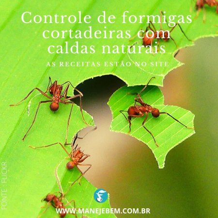 Controle de formigas cortadeiras com caldas naturais