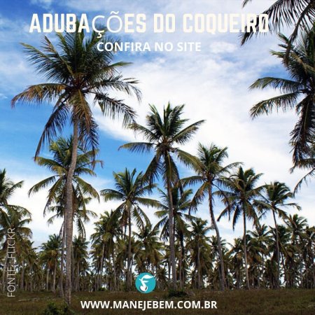 Calagem e adubação do coqueiro na região norte do Brasil