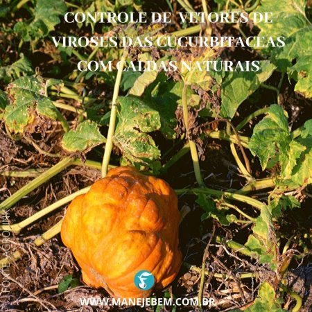 Controle de vetores de viroses de cucurbitáceas com caldas de folhas de tomateiro ou de folhas com sabão