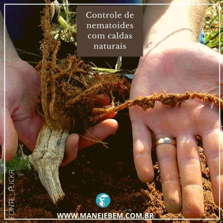 Controle de nematoides com caldas de flores de cravo de defunto ou de folhas de mamoeiro
