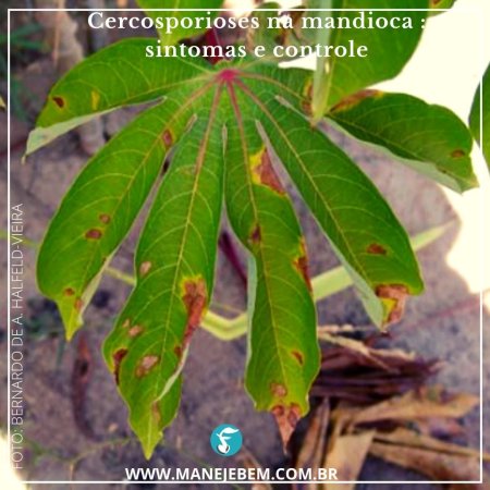 Cercosporioses da mandioca/macaxeira : Seus sintomas e forma de controle 