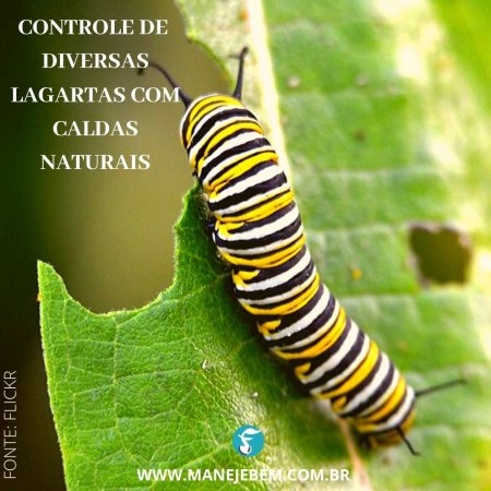 Controle de diversas lagartas com caldas naturais