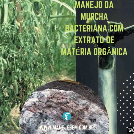 Manejo da murcha bacteriana com extrato de matéria orgânica