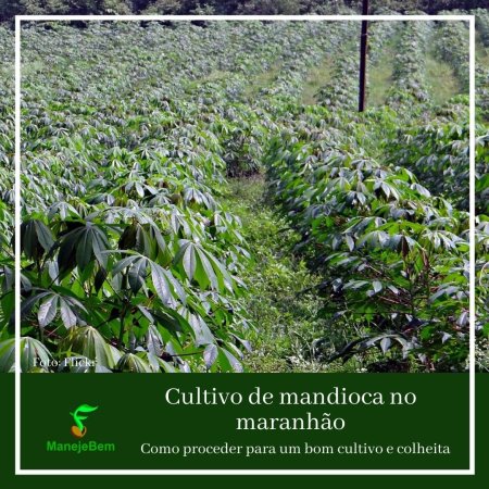 #maranhão - Cultivo de mandioca com técnicas que auxiliam no aumento da produtividade
