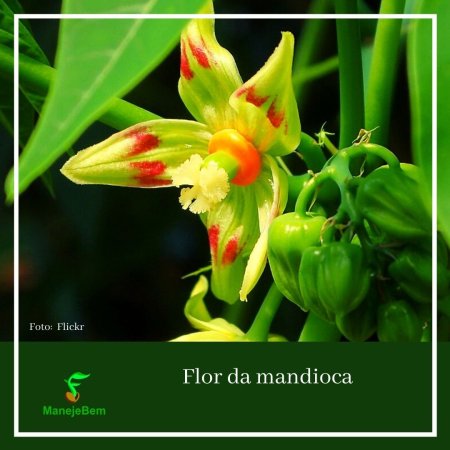 #maranhão -  Flor da mandioqueira