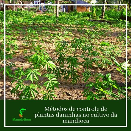 #maranhão - Métodos de controle de plantas daninhas no cultivo da mandioca