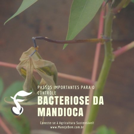 #maranhão -   Passos importantes para o controle da bacteriose da mandioca