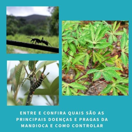 #maranhão - Principais doenças e pragas do cultivo da mandioca e formas de controle
