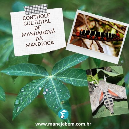 Controle cultural de mandarová no cultivo de mandioca