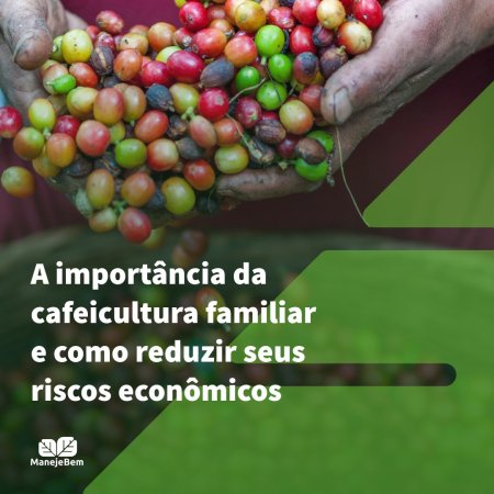 Você sabe como diminuir os riscos econômicos no cultivo de café?