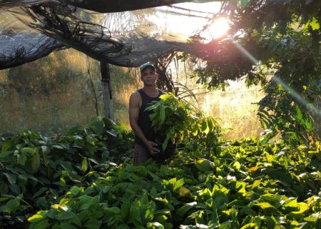 Parcerias de Peso para promover o Desenvolvimento Sustentável da Cacauicultura no sul da Bahia