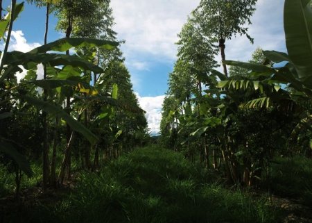 Sistema Agroflorestal - Cacauicultura | Parte 2