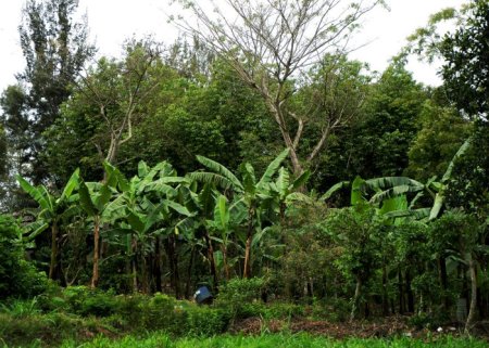 Sistema Agroflorestal - Cacauicultura | Parte 3