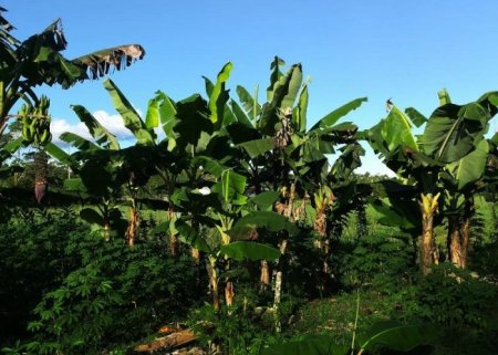 Sistema Agroflorestal - Cacauicultura | Parte 4