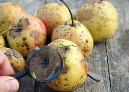 Manejo orgânico de doença pós-colheita em frutas