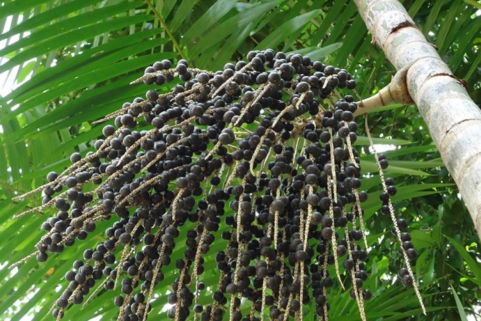 Açaí