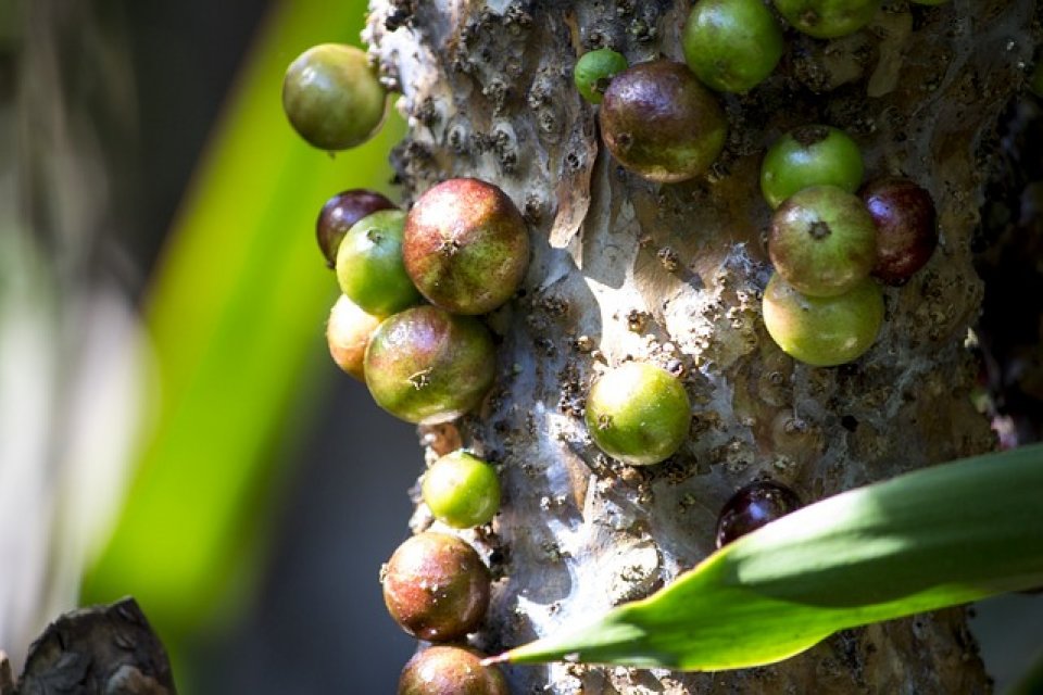 Jabuticaba