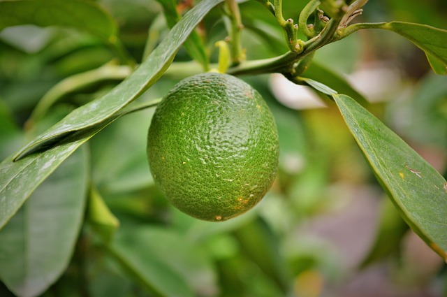 Como cultivar limão - Maneje Bem - Fitocon