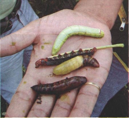 Éguas! Brocado! Kiu! Veja 10 gírias que só os maranhenses usam