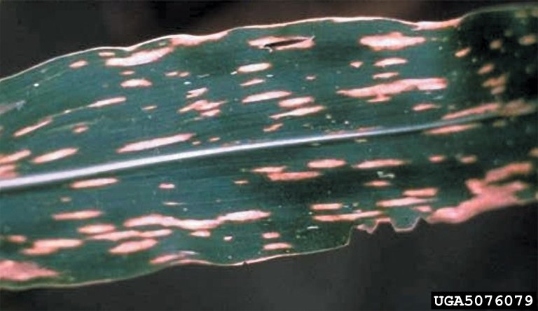 Helminthosporium turcicum milho. Helminthosporium maydis - Helminthosporium maydis milho